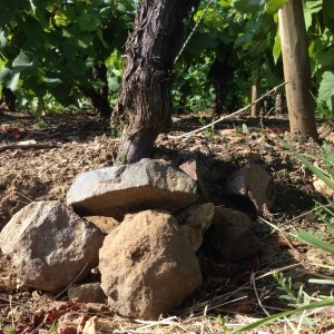 Muscadet Sèvre et Maine